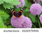 Red Admiral butterfly purple allium flowers