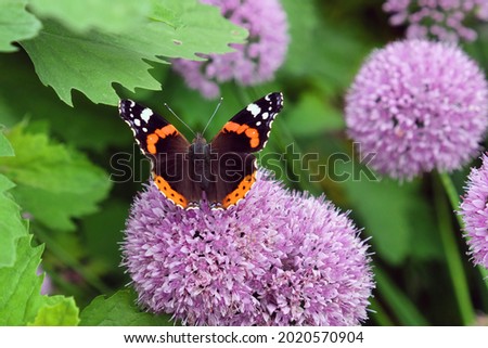 Red Admiral butterfly purple allium flowers