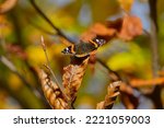 Red admiral butterfly (Vanessa Atalanta) with open wings perched on a brown leaf in Zurich, Switzerland