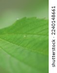 Red admiral butterfly (Vanessa atalanta) egg ova on nettle leaf 