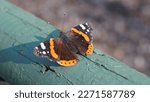 Red Admiral butterfly (Vanessa atalanta), late winter season