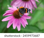 Red Admiral butterfly (Vanessa atalanta) feeding on purple coneflower in spring garden