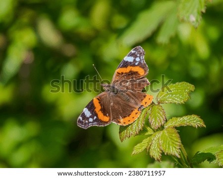 Red Admiral Butterlfy Resting with its Wings Open Stock photo © 
