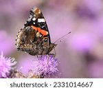 The red admiral is identified by its striking black, orange, and white wing pattern. 