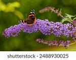 Red Admiral on flower in garden