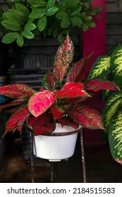 Red Aglaonema On A White Pot As A Houseplant