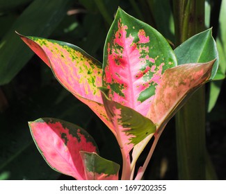 Red Aglaonema Plant Chinese Evergreen Plants Thailand Siam Aurora Air Purifier Tree,