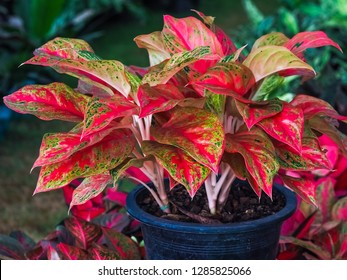 Red Aglaonema Plants In The Garden 