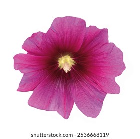 Red alcea rosea, common hollyhock flowers closeup. Hibiscus flower, dark pink rose Marshmallow flower isolated on white background. Pink Alcea flower. Alcea rosea Malvaceae family. Design element. - Powered by Shutterstock