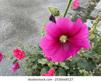 Red alcea rosea, common hollyhock flowers and pollen closeup. Hibiscus flower, dark pink rose Marshmallow flower in the garden. Pink Alcea flower. Alcea rosea Malvaceae family. Selective focus. - Powered by Shutterstock