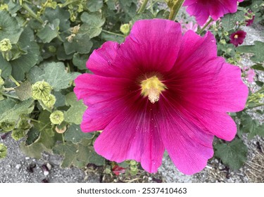 Red alcea rosea, common hollyhock flowers and pollen closeup. Hibiscus flower, dark pink rose Marshmallow flower in the garden. Pink Alcea flower. Alcea rosea Malvaceae family. Selective focus. - Powered by Shutterstock