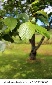 Red Alder (Alnus Rubra), Oregon Coast