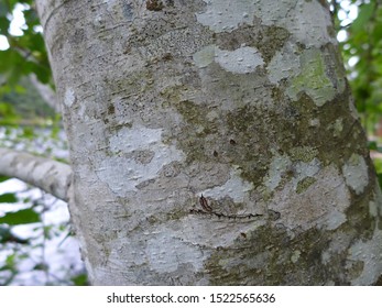 Red Alder Trunk And Bark 