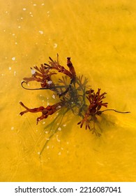 Red Alga In The Golden Baltic Sea Water