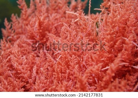 Red alga Harpoon weed, Asparagopsis armata, close-up, underwater in the Atlantic ocean, Spain Imagine de stoc © 