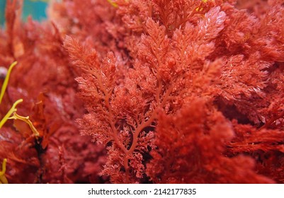 Red alga Plocamium cartilagineum close-up, underwater in the Atlantic ocean, Spain