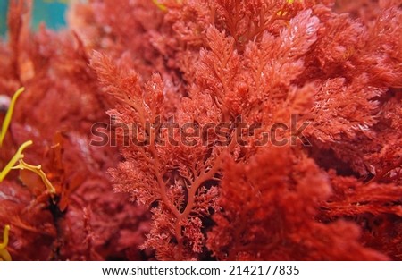 Red alga Plocamium cartilagineum close-up, underwater in the Atlantic ocean, Spain