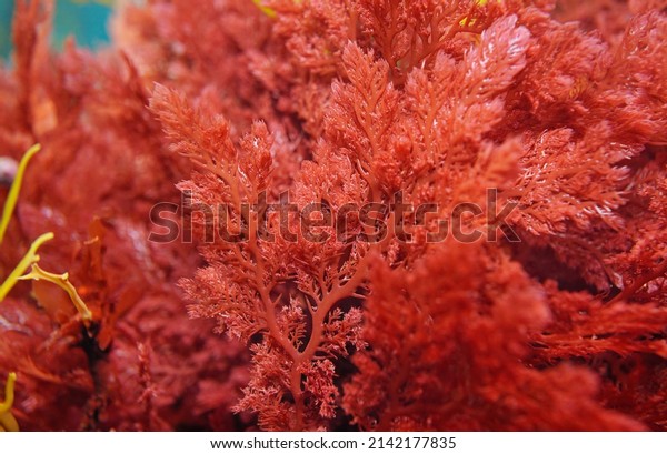 Red alga Plocamium cartilagineum close-up,
underwater in the Atlantic ocean,
Spain