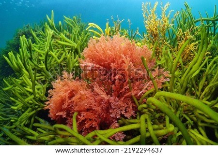 Red alga Plocamium cartilagineum and green alga Codium tomentosum, underwater in the Atlantic ocean, Spain