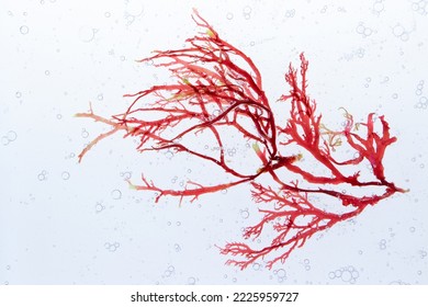 Red algae branch and air bubbles in the water.  - Shutterstock ID 2225959727