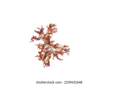 Red Algae, Gelidium, On White Background.