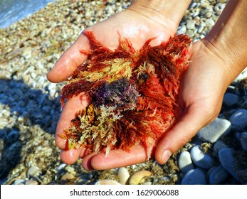  Red Algae In Hand By The Sea ,  Front Photo