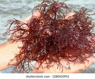 
Red Algae In The Hands