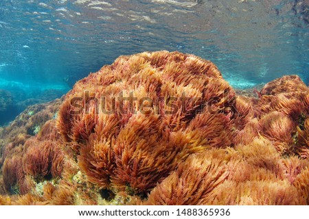 Red algae, harpoon weed, Asparagopsis armata, underwater in the Mediterranean sea, Spain, Costa Brava Imagine de stoc © 