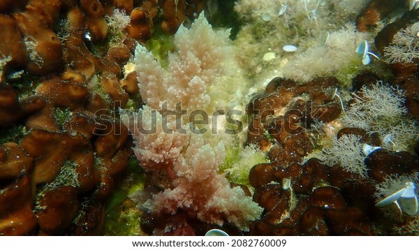 Red algae Red sea\
plume or Limu kohu (Asparagopsis taxiformis) undersea, Aegean Sea,\
Greece, Halkidiki