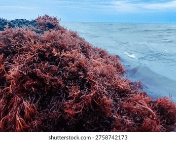 Red algae is a type of grass. It grows in marine waters worldwide, often found in intertidal zones or cultivated in coastal areas.