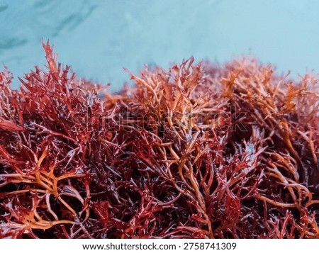 Red algae is a type of seaweed that has a distinctive red color due to the presence of the pigment phycoerythrin.