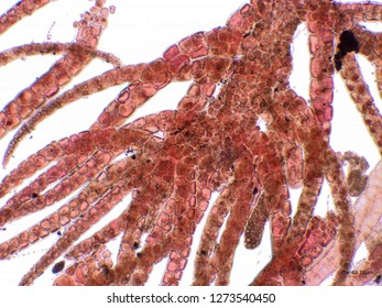 Red Algae Under Microscopic View