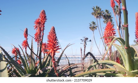 Red aloe flower blossom, succulent plant bloom, palm trees on pacific ocean beach or shore, California coast, La Jolla pier, USA. Flora and seascape on background. Green vegetation, sky and sea water.