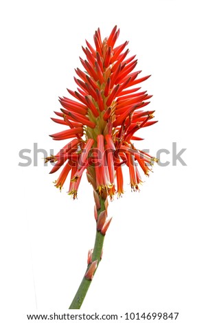 Red aloe flowers isolated on white background