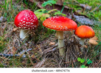 red amanita in the autumn forest on a cloudy day with needles in the background - Shutterstock ID 489674776