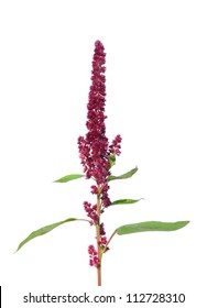 Red Amaranth (Amaranthus Cruentus)