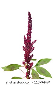 Red Amaranth (Amaranthus Cruentus)