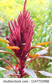 Red Amaranth (Amaranthus Cruentus)