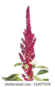 Red Amaranth (Amaranthus Cruentus)