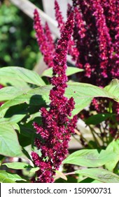 Red Amaranth (Amaranthus Cruentus)