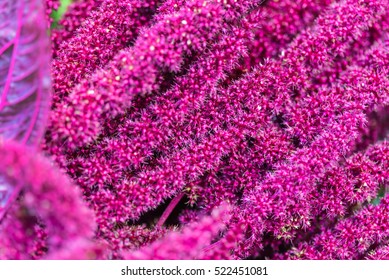 Red Amaranth (Amaranthus Cruentus)