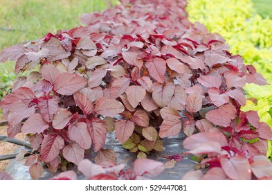 Red Amaranth Growing In The Vegetable Garden