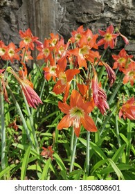 Anneslea Fragrans Wall Pentaphyllaceae Flower On Stock Photo 1518434909 ...