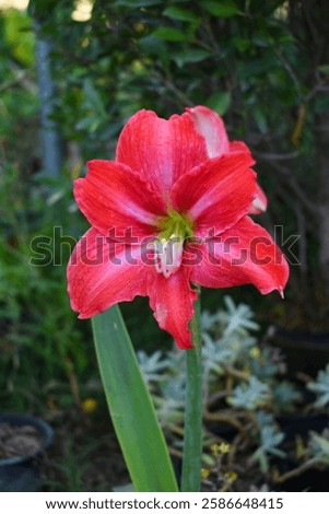 Similar – Image, Stock Photo Amaryllis flower close-up with pistil
