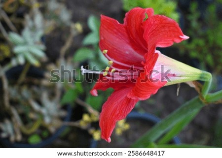 Similar – Image, Stock Photo Amaryllis flower close-up with pistil