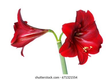 cactus poisonous christmas dogs amaryllis flowers plants shutterstock similar most belladonna also