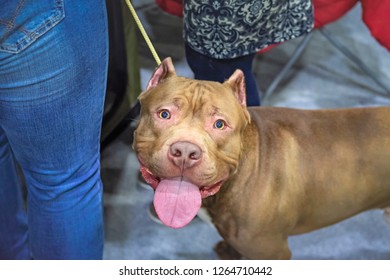 Red American Staffordshire Terrier with cropped ears indoor. Dog looks at the camera with his tongue out, top view