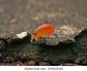 Red Amphipoda On The Ground