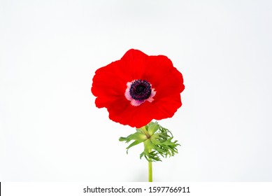 RED ANEMON FLOWERS, Anemone Coronaria  