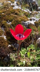 Red Anemone Coronaria Flower Red White 